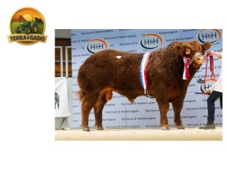 semen-limousin-goldies-victory-campeao-geral-em-carlisle-70000-guineus-convencional-e-sexado