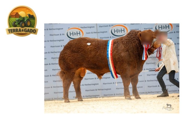 semen-limousin-goldies-victory-campeao-geral-em-carlisle-70000-guineus-convencional-e-sexado-big-1