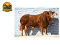 semen-limousin-ampertaine-opportunity-supremo-campeao-em-carlisle-pai-de-campeoes-small-4