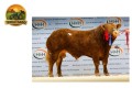 semen-limousin-ampertaine-opportunity-supremo-campeao-em-carlisle-pai-de-campeoes-small-2