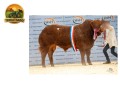 semen-limousin-ampertaine-opportunity-supremo-campeao-em-carlisle-pai-de-campeoes-small-1