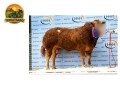semen-limousin-ampertaine-opportunity-supremo-campeao-em-carlisle-pai-de-campeoes-small-5