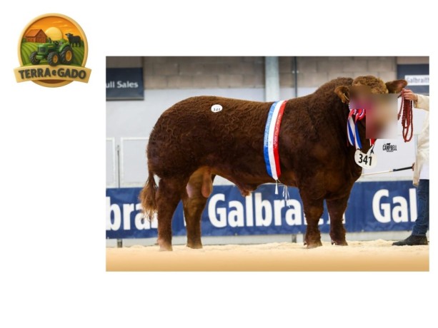 semen-limousin-ampertaine-opportunity-supremo-campeao-em-carlisle-pai-de-campeoes-big-6