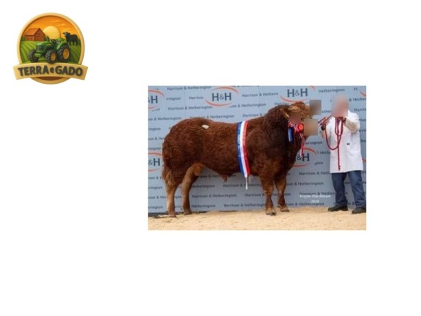 semen-limousin-ampertaine-opportunity-supremo-campeao-em-carlisle-pai-de-campeoes-big-0