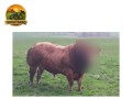 semen-limousin-greensons-sentinel-pp-mocho-homozigoto-primeiros-bezerros-de-parto-facil-small-4