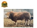 semen-limousin-greensons-sentinel-pp-mocho-homozigoto-primeiros-bezerros-de-parto-facil-small-0