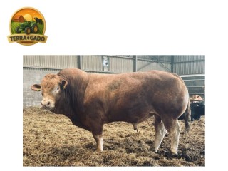 semen-limousin-greensons-sentinel-pp-mocho-homozigoto-primeiros-bezerros-de-parto-facil
