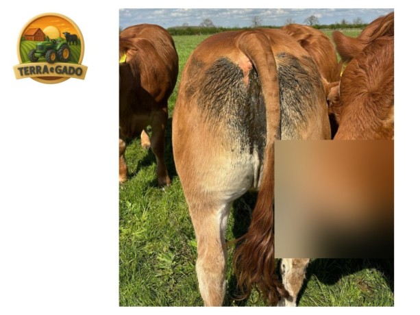 semen-limousin-greensons-sentinel-pp-mocho-homozigoto-primeiros-bezerros-de-parto-facil-big-6