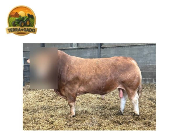 semen-limousin-greensons-sentinel-pp-mocho-homozigoto-primeiros-bezerros-de-parto-facil-big-3