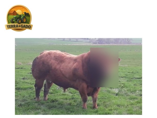 semen-limousin-greensons-sentinel-pp-mocho-homozigoto-primeiros-bezerros-de-parto-facil-big-4