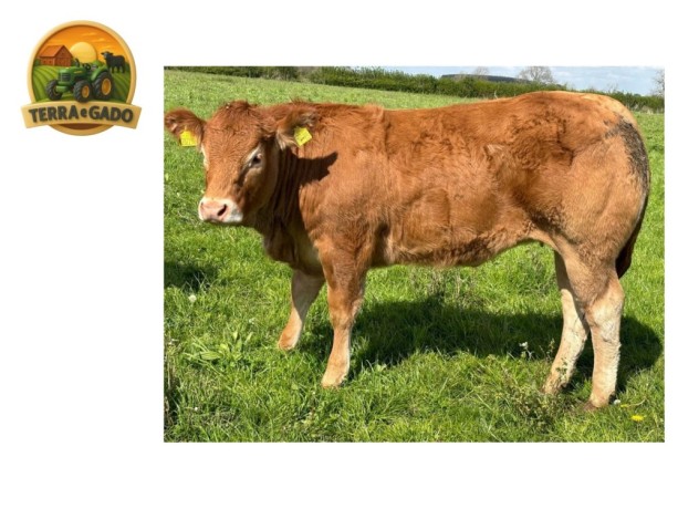 semen-limousin-greensons-sentinel-pp-mocho-homozigoto-primeiros-bezerros-de-parto-facil-big-1