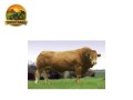 semen-limousin-ronick-gains-linhagem-classica-da-raca-small-0