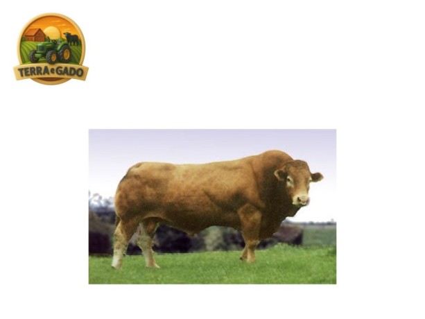 semen-limousin-ronick-gains-linhagem-classica-da-raca-big-0