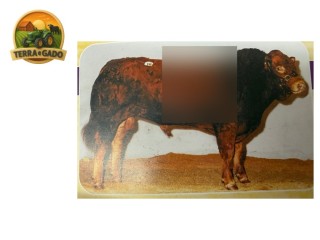 semen-limousin-greenwell-manager-genetica-britanica