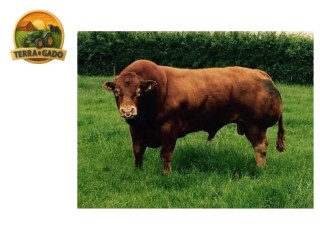 semen-limousin-gunnerfleet-hicks-pai-de-gunnerfleet-lion