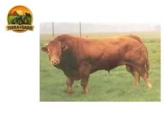 semen-limousin-broadmeadows-cannon-lenda-da-raca