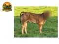 semen-limousin-tomschoice-oriflamme-no-1-em-indice-terminal-na-irlanda-f94l-duplo-small-4