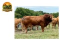 semen-limousin-tomschoice-oriflamme-no-1-em-indice-terminal-na-irlanda-f94l-duplo-small-0