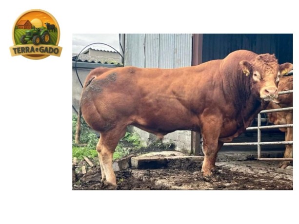 semen-limousin-tomschoice-oriflamme-no-1-em-indice-terminal-na-irlanda-f94l-duplo-big-1