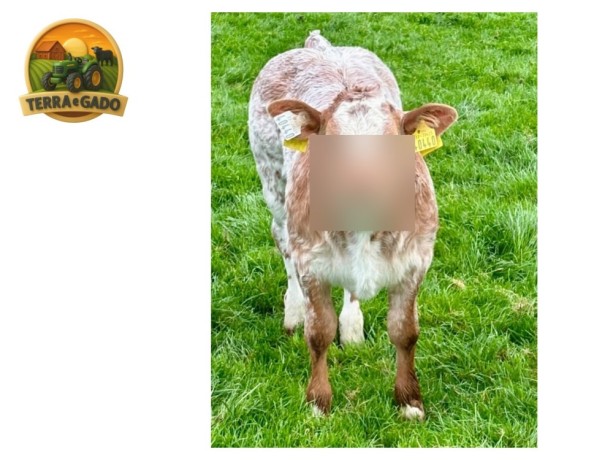 semen-limousin-tomschoice-oriflamme-no-1-em-indice-terminal-na-irlanda-f94l-duplo-big-3