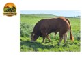 semen-limousin-goldies-upperclass-campeao-geral-em-carlisle-2025-filho-de-ampertaine-elgin-small-1