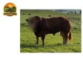 semen-limousin-goldies-upperclass-campeao-geral-em-carlisle-2025-filho-de-ampertaine-elgin-small-3