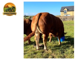 semen-limousin-goldies-upperclass-campeao-geral-em-carlisle-2025-filho-de-ampertaine-elgin