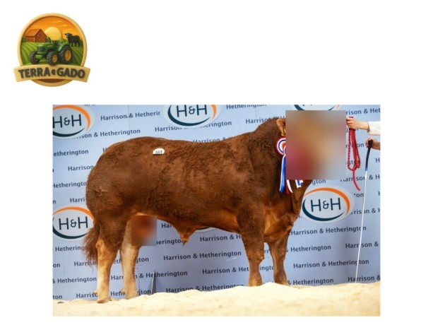 semen-limousin-goldies-upperclass-campeao-geral-em-carlisle-2025-filho-de-ampertaine-elgin-big-2