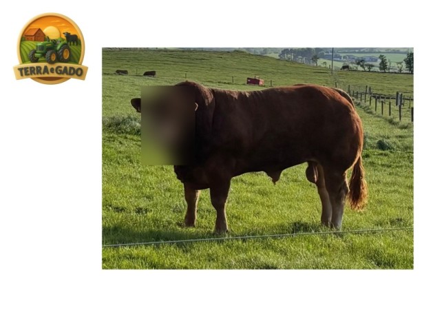semen-limousin-goldies-upperclass-campeao-geral-em-carlisle-2025-filho-de-ampertaine-elgin-big-3