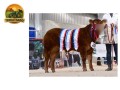 semen-limousin-maraiscote-lothario-19000-guineus-pai-de-campeas-small-1