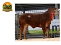 semen-limousin-maraiscote-lothario-19000-guineus-pai-de-campeas-small-2
