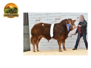semen-limousin-maraiscote-lothario-19000-guineus-pai-de-campeas