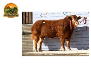 semen-limousin-foxhillfarm-titan-30000-guineus-filho-de-derrygullinane-kingbull-convencional-e-sexado