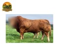 semen-limousin-glenrock-matrix-irmao-do-glenrock-illusion-125000-guineus-small-2