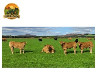 semen-limousin-glenrock-matrix-irmao-do-glenrock-illusion-125000-guineus