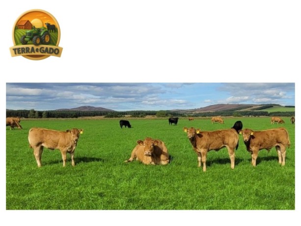 semen-limousin-glenrock-matrix-irmao-do-glenrock-illusion-125000-guineus-big-0