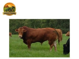 semen-limousin-larry-parto-muito-facil-e-gestacao-curta-filho-de-correze-franca
