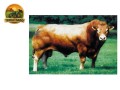 semen-limousin-rainbow-simon-crescimento-e-forca-30-filhos-com-media-de-8000-libras-small-0