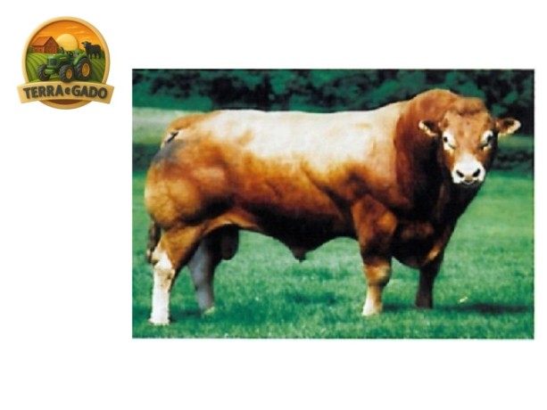 semen-limousin-rainbow-simon-crescimento-e-forca-30-filhos-com-media-de-8000-libras-big-0