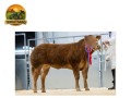 semen-limousin-hightown-ron-filho-de-shire-apollo-produtor-de-bezerros-de-pista-small-1