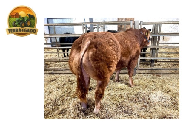 semen-limousin-hightown-ron-filho-de-shire-apollo-produtor-de-bezerros-de-pista-big-0