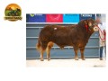 semen-limousin-loosebeare-plymouth-filho-de-ampertaine-jeronimo-parto-facil-small-1