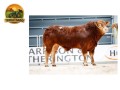 semen-limousin-loosebeare-plymouth-filho-de-ampertaine-jeronimo-parto-facil-small-0