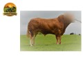 semen-limousin-wilodge-lj-da-melhor-linhagem-feminina-da-wilodge-largura-e-musculatura-small-0