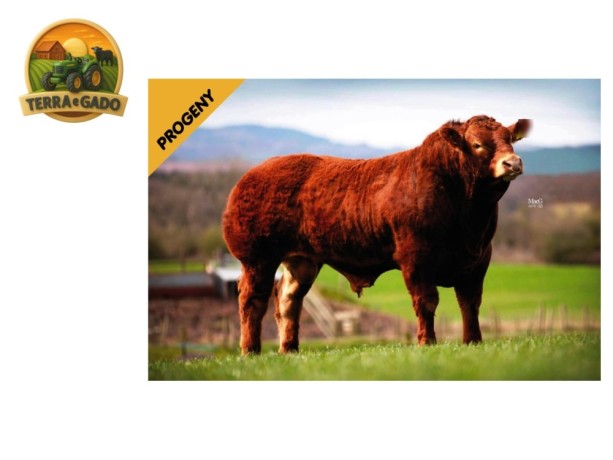 semen-limousin-wilodge-lj-da-melhor-linhagem-feminina-da-wilodge-largura-e-musculatura-big-2