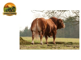 semen-limousin-wilodge-cerberus-campeao-em-carlisle-50000-guineus-top-1-em-crescimento