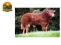 semen-limousin-whinfellpark-lomu-filho-de-lowerffrydd-empire-parto-facil-f94l-duplo-small-2
