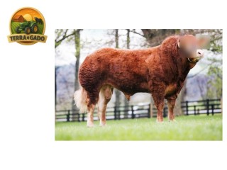 semen-limousin-whinfellpark-lomu-filho-de-lowerffrydd-empire-parto-facil-f94l-duplo