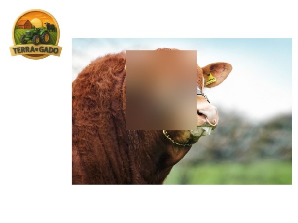 semen-limousin-whinfellpark-lomu-filho-de-lowerffrydd-empire-parto-facil-f94l-duplo-big-1