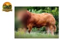 semen-limousin-westpit-reno-comprado-por-35000-libras-bezerros-de-pista-comerciais-small-3